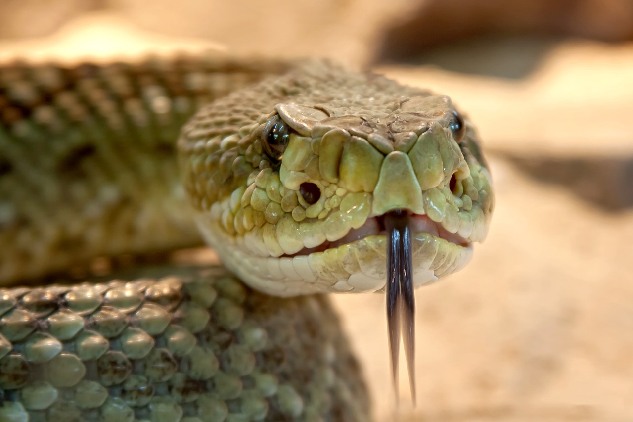 Qual é o nome da cobra que vive no deserto?