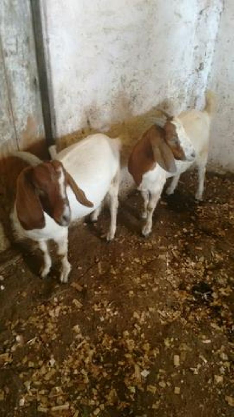 Caprinos (cabra) a venda em São paulo