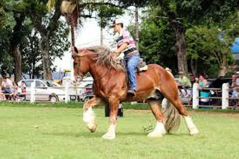 Cavalo de raca docil a venda em São paulo