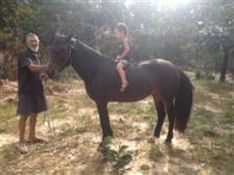 Cavalo pampa de esporte a venda em Bahia