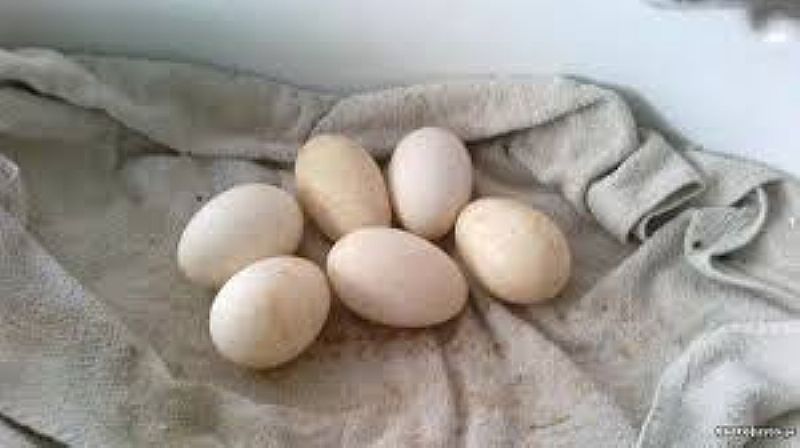 Ovos galados de ganso africano a venda em São paulo