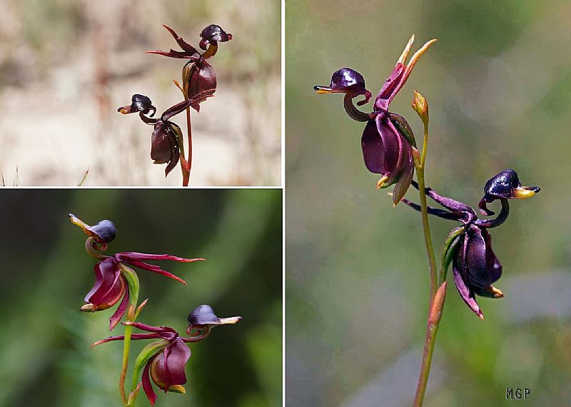 50 sementes rarissimos de orquideas formato de lindos