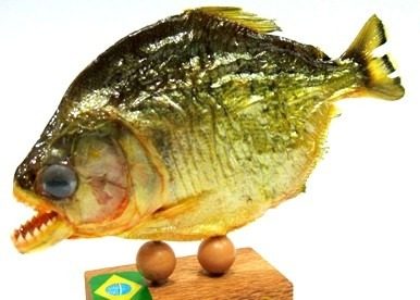 Peixe Piranha Empalhado Taxidermia Souvenir Típico Do