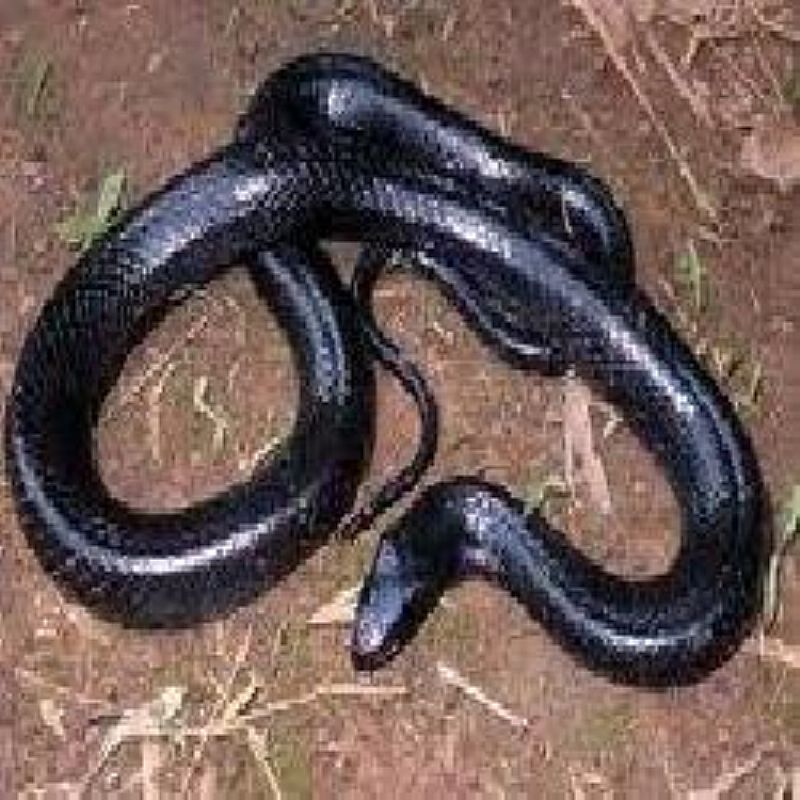 Manual: como prevenir acidentes com cobras peconhentas