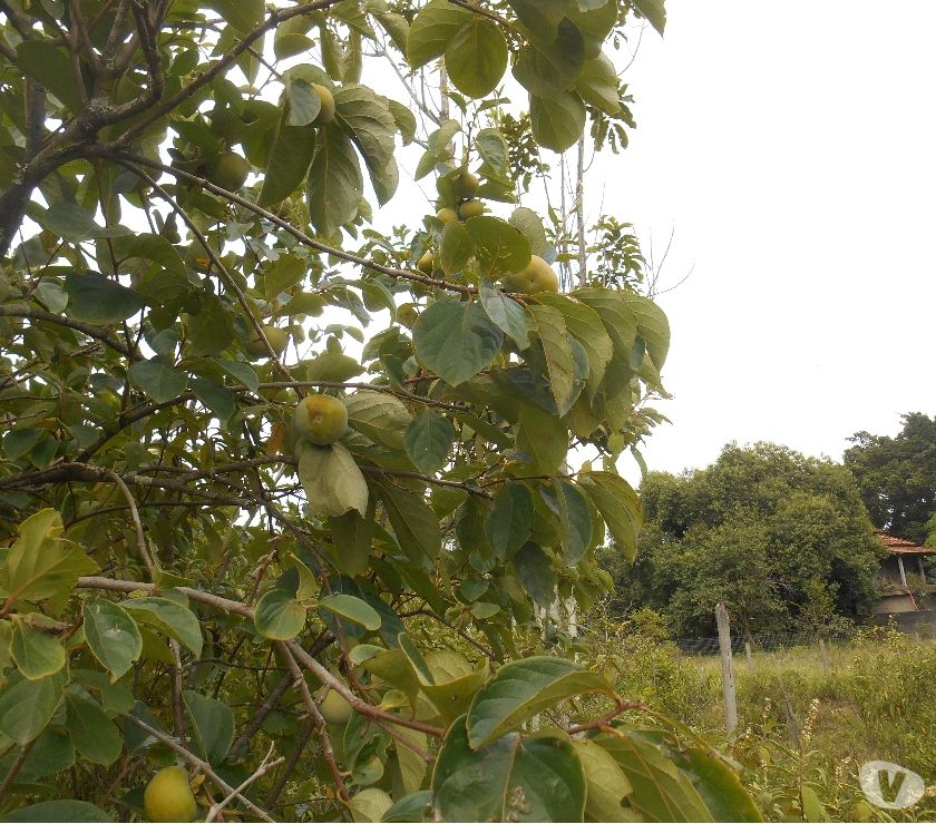 Itaipuaçu Chácaras  m² plano com árvores frutíferas