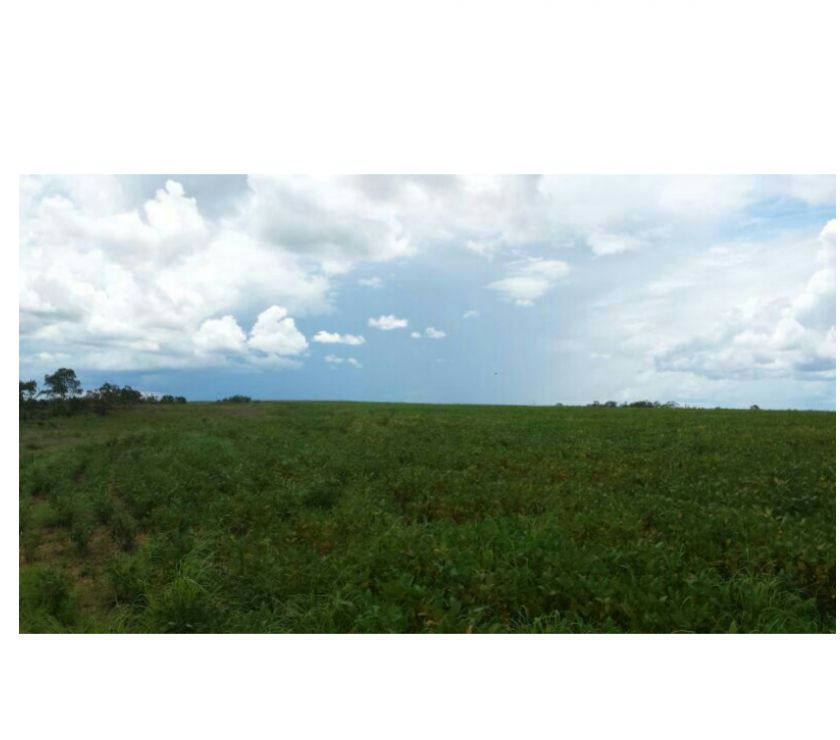 fazenda de  hectares pra agricultura no Mato Grosso