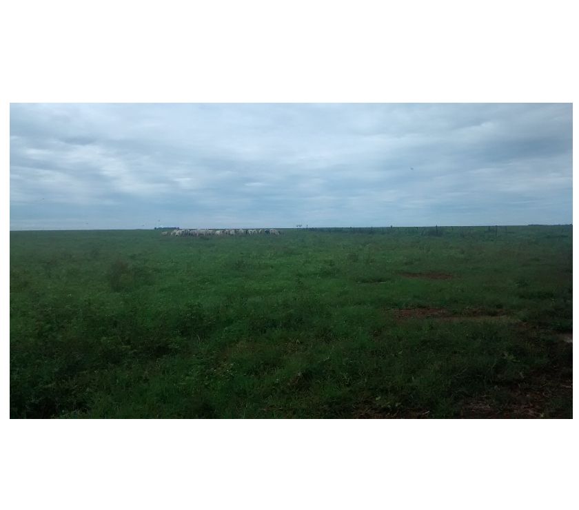Fazenda Soja  hectares Sapezal-MT