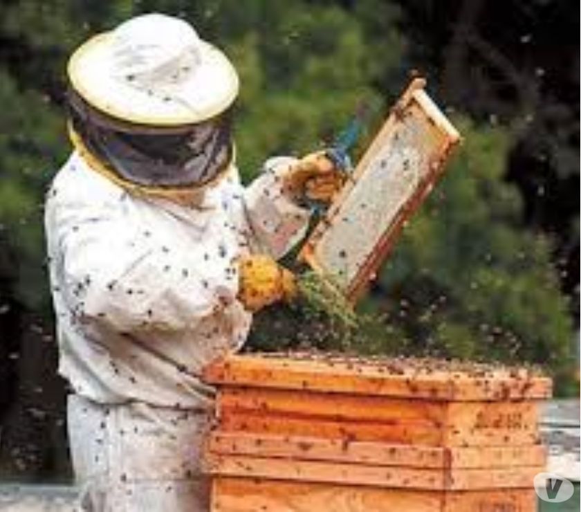 apicultor, apicultura em campo mourao e regiao