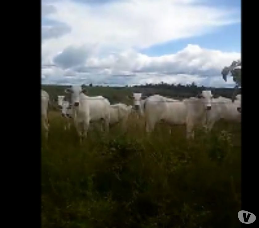 100 Vacas Nelore Magras