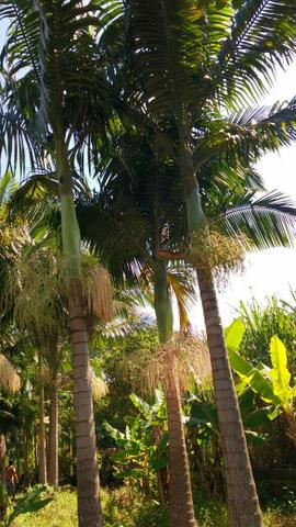 Palmeira imperial mais ou menos 7 mts