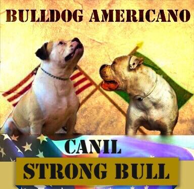 Bulldog Americano