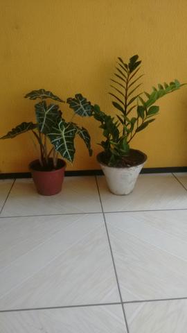 Duas plantas de sombra