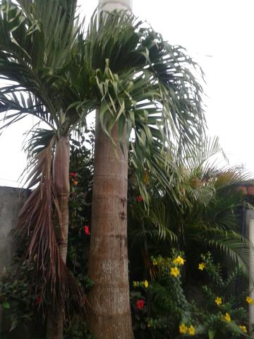 Palmeira imperial. 