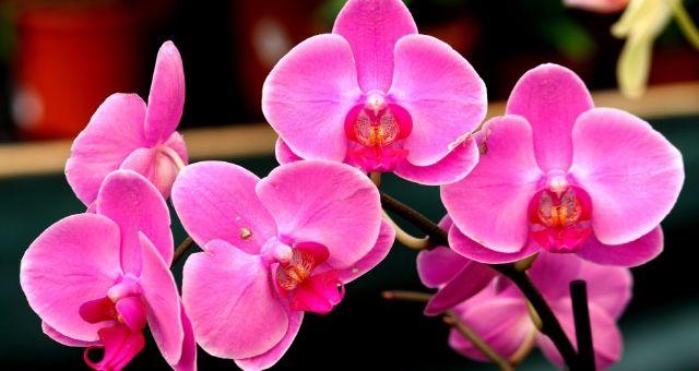 Vaso Flor Orquídea