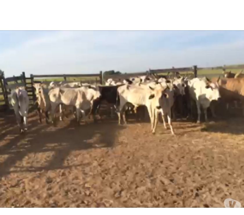 125 Vacas Nelore Magras