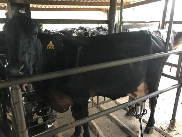 Vacas 3/4 leiteiras Registras Girolando
