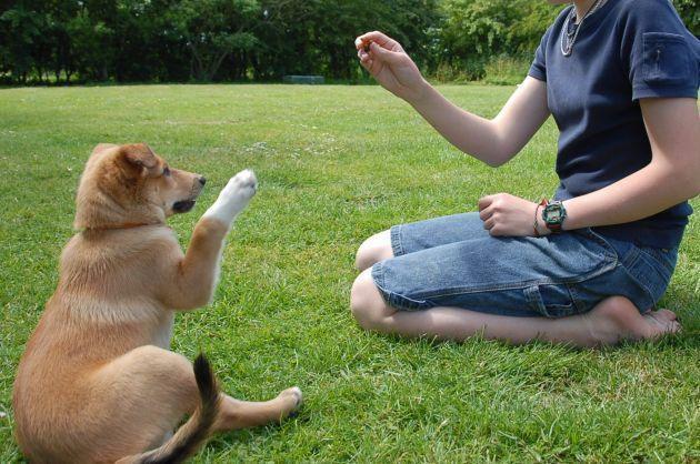 Adestre seu cão - Guia de Adestramento de Cães Passo a