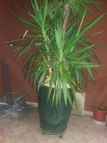 Planta Yucca com Vaso resinado