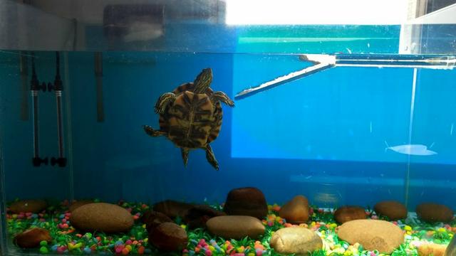 Aquário 120 litros com tartaruga tigre d'agua