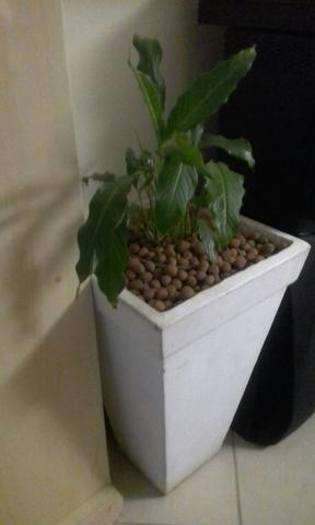 Vaso com planta
