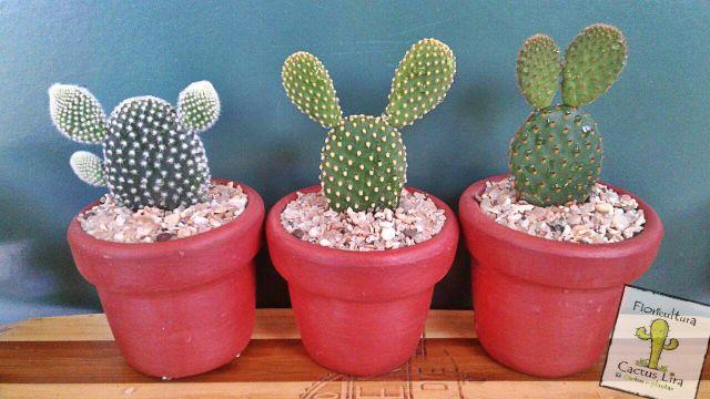 Cactus e Suculentas