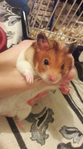 Hamster sírio com gaiola