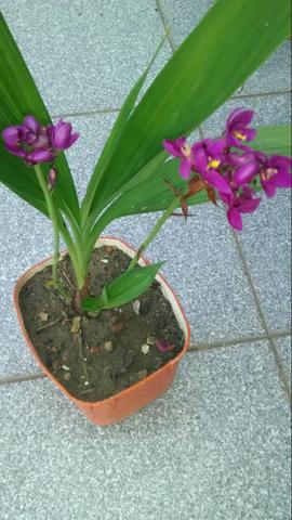 Orquídeas Terrestres (Orquídeas Coquinho)