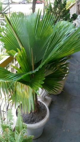 Palmeira leque gigante