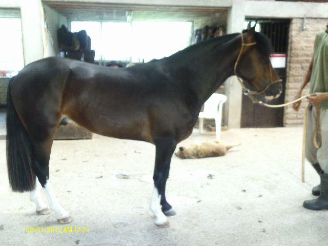 Cavalo Crioulo Domado