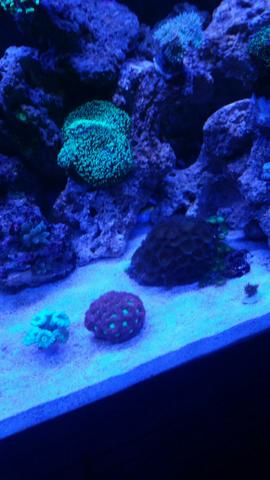 Corais marinhos
