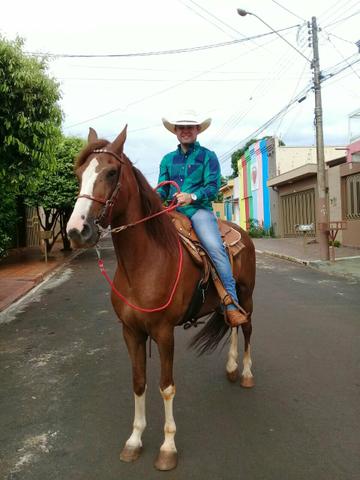 Cavalo Manga Larga Paulista