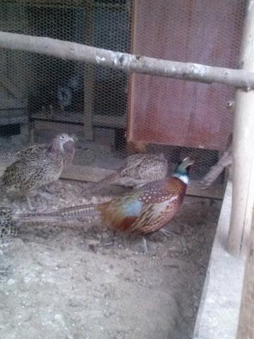 Casal de galinha coleira e versicolor