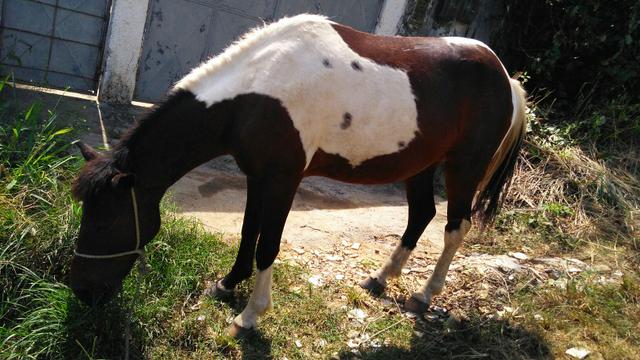 Cavalo Pampo