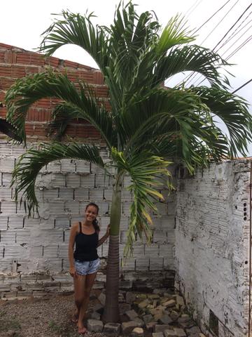 Palmeira média