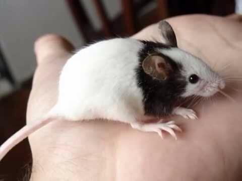 Topolinos / Mini mouse !