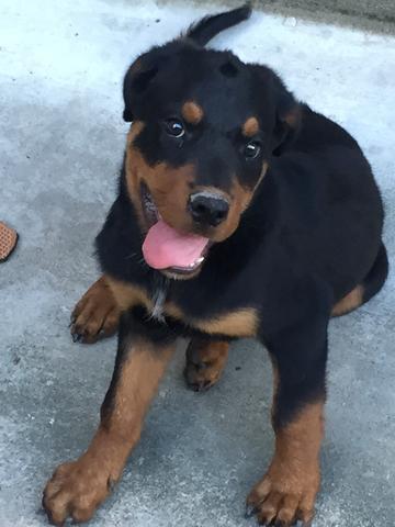 Cachorro Rottweiller com 3 meses
