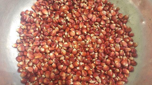 Sementes de milho vermelho crioulo