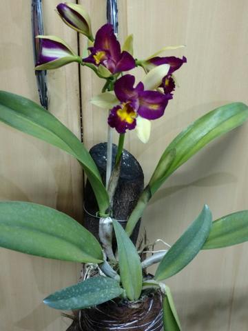 Lindos arranjos de orquídeas