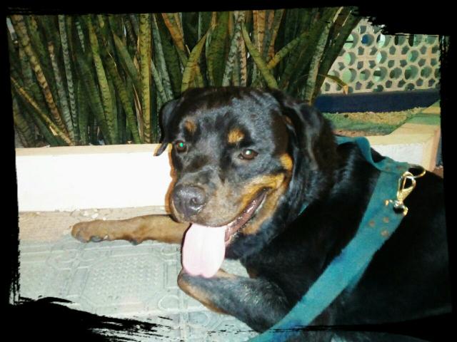 Rottweiler com pedigree macho