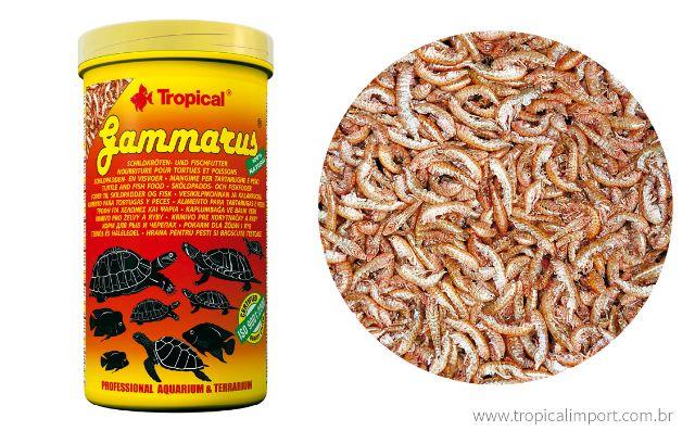 Tropical Gammarus Alimento Peixes E Répteis Aquáticos