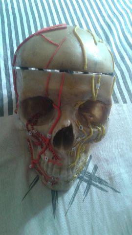 Crânio anatômico humano mandibula móvel/ esqueleto