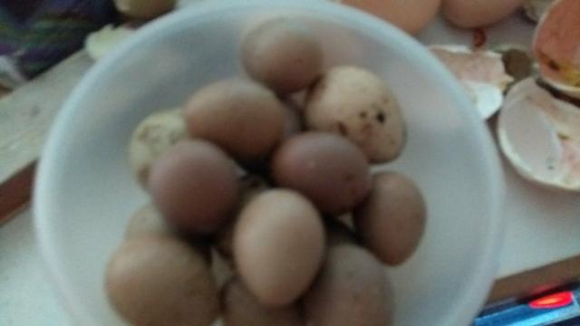 Ovos de codorna chinesa