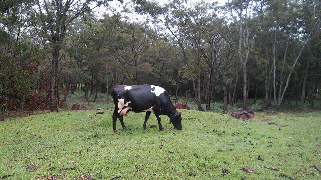 Vaca Jersolanda