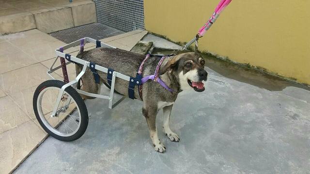 Cadeiras de rodas para cães
