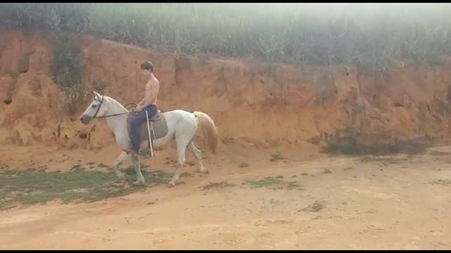 Cavalo Marcha Picada