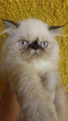 Gato persa himalaia olhos azuis