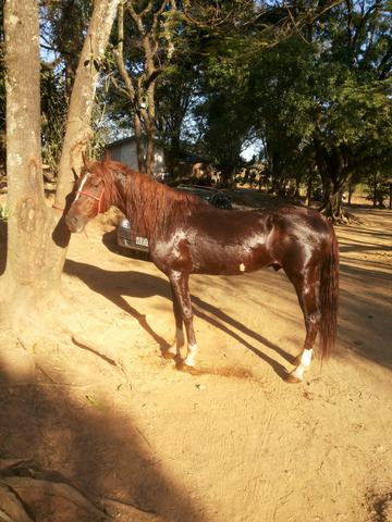Vendo cavalo marchador garanhao mangá larga Paulista