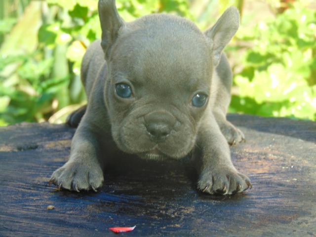 Bulldog Francês macho blue sólido