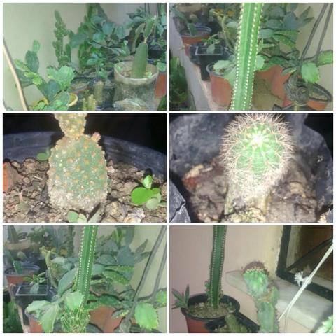 Cactus Vários Tipos e Tamanhos