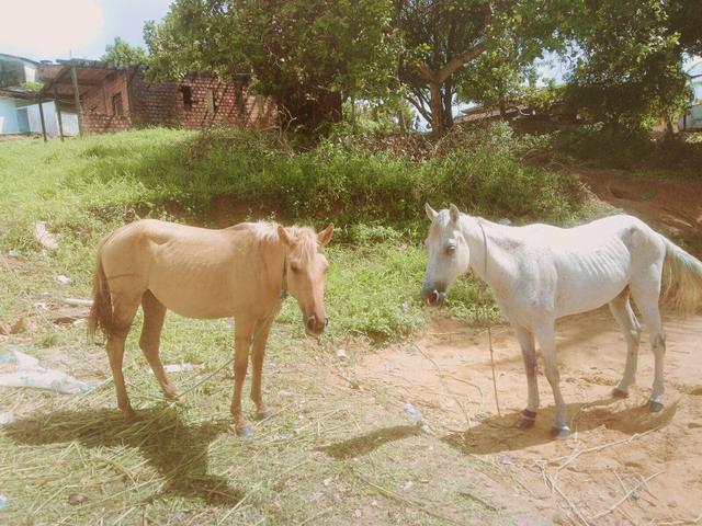Cavalo e Égua
